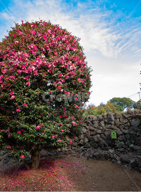 제주도,동백꽃,동백군락지,겨울꽃,꽃구경,식물,자연,plants,nature,꽃,flower
