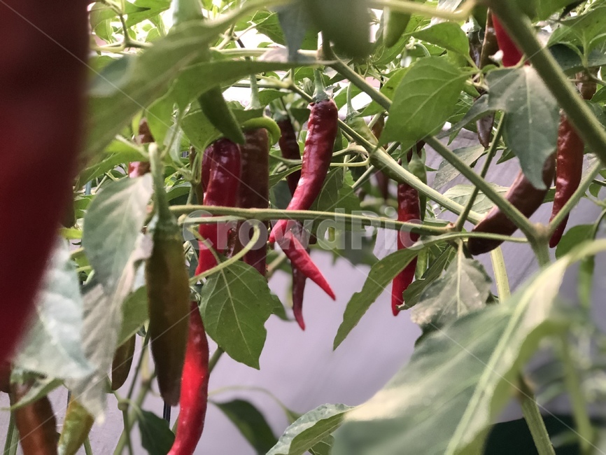 식물,텃밭,고추,병충해,redpepper