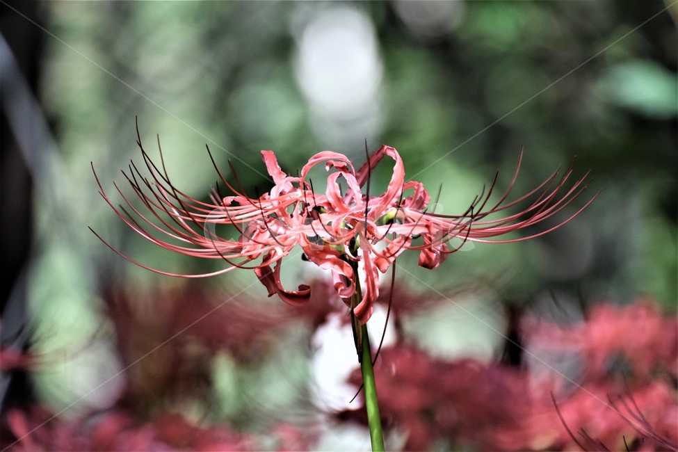 가을꽃,상사화,식물,자연,붉은꽃,식물,자연,plants,nature,꽃,flower