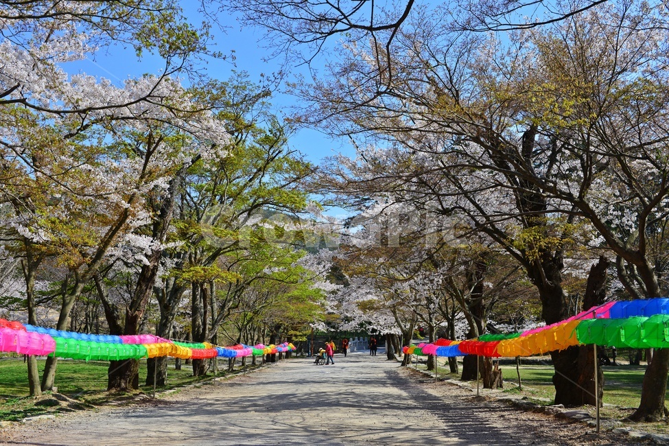 nature,자연,landscape,경치,outdoors,옥외,scenery,풍경,봄,계절,부안,내소사,벚꽃,연등,부처님오신날,사찰,불교,절