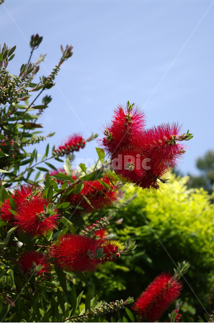 꽃,flower,식물,plant,color,식물,자연,plants,nature,꽃,flower