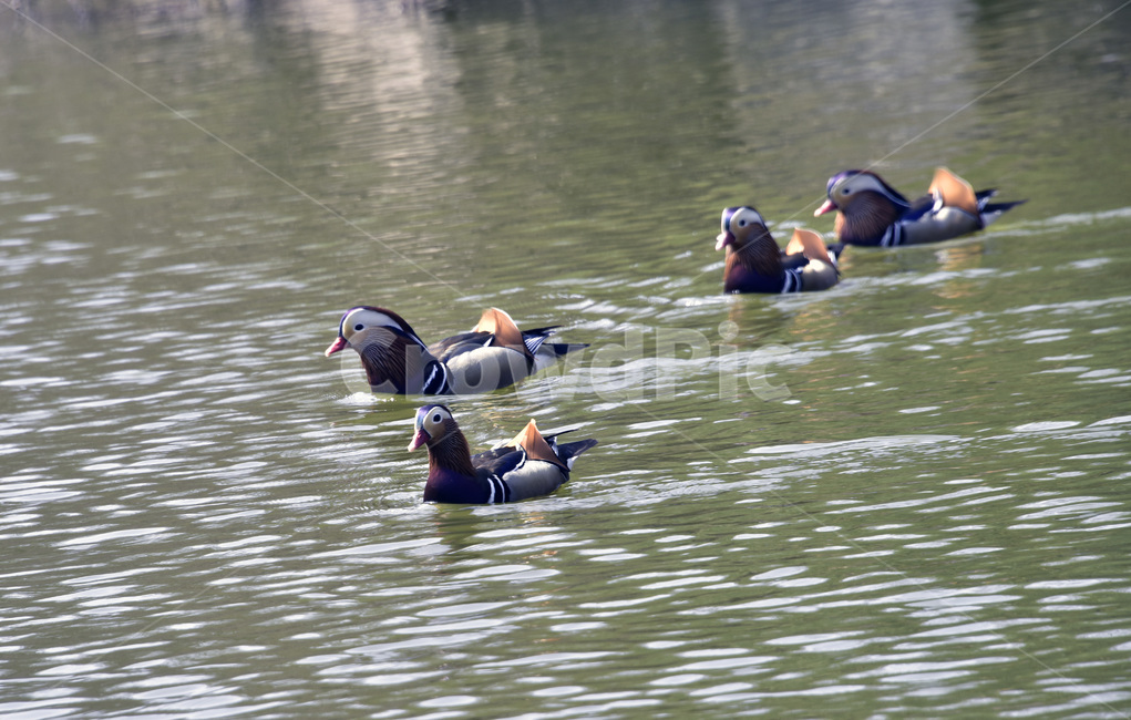 원앙,mandarinduck,조류,오리과,천연기념물,철새,텃새,동물,animal,조류,새,birds