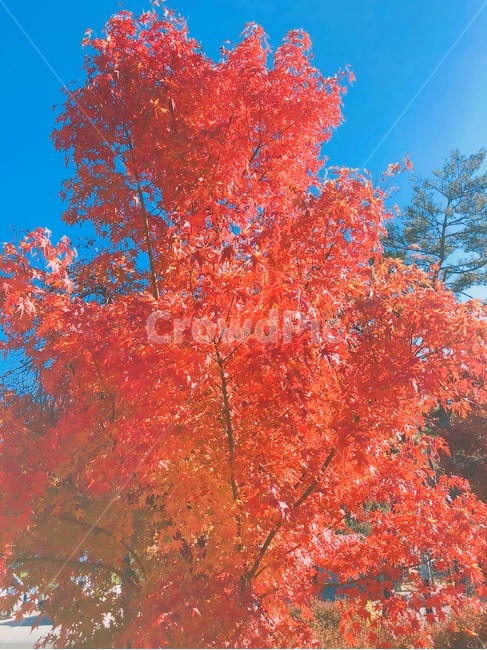 단풍,단풍나무,가을,단풍잎,빨간단풍,가을,계절,fall,autumn,season,tree,나무,plant,식물,maple,leaf,잎