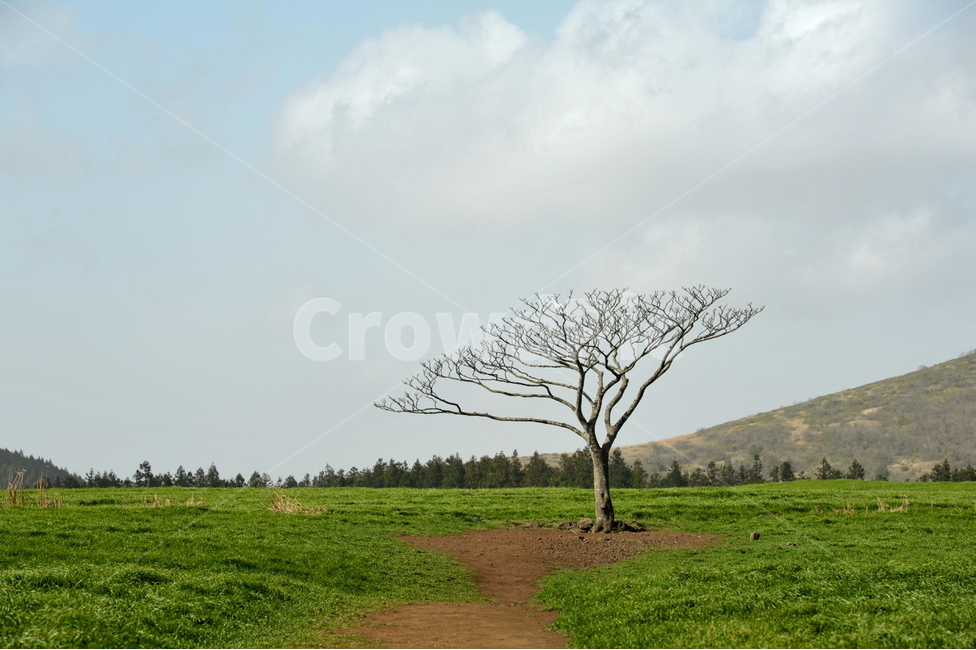 나무,왕따나무,목장,청보리,보리나무,자연,풍경,nature,landscape,한국자연풍경,한국자연경관,korea nature landscape,제주도,jeju,jeju island,식물,plants,나무,trees,wood,outdoors,옥외,grassland,목초지,field,들