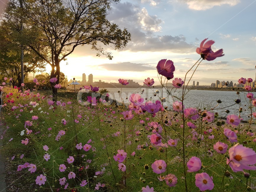 가을,한강코스모스,한강변,자전거도로,노을,가을,계절,fall,autumn,season,자연,풍경,nature,landscape,blossom,꽃,geranium,제라늄,plant,식물,flower