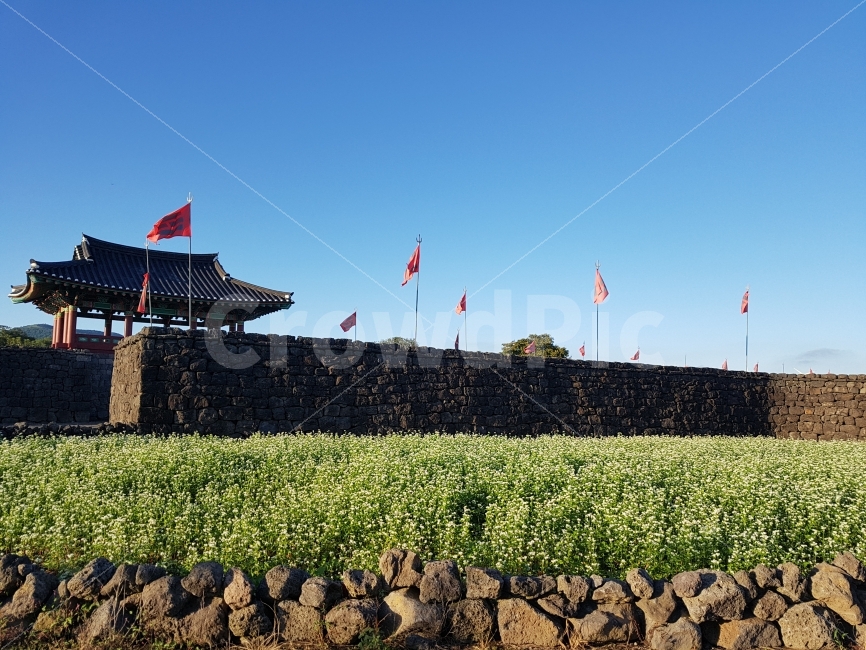 메밀꽃,제주,돌담,풍경,성벽,제주도,jeju,jeju island,한국랜드마크,한국관광지,한국명소,korea landmark,korea tourist attraction,한국전통,한국문화,korean traditional,korean culture,soil,흙