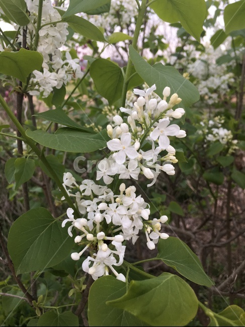 식물,자연,꽃,흰색꽃,라일락,흰라일락,힐링,봄,향기,봄,계절,spring,season,식물,자연,plants,nature,꽃,flower,plant,blossom,acanthaceae,잔잔과