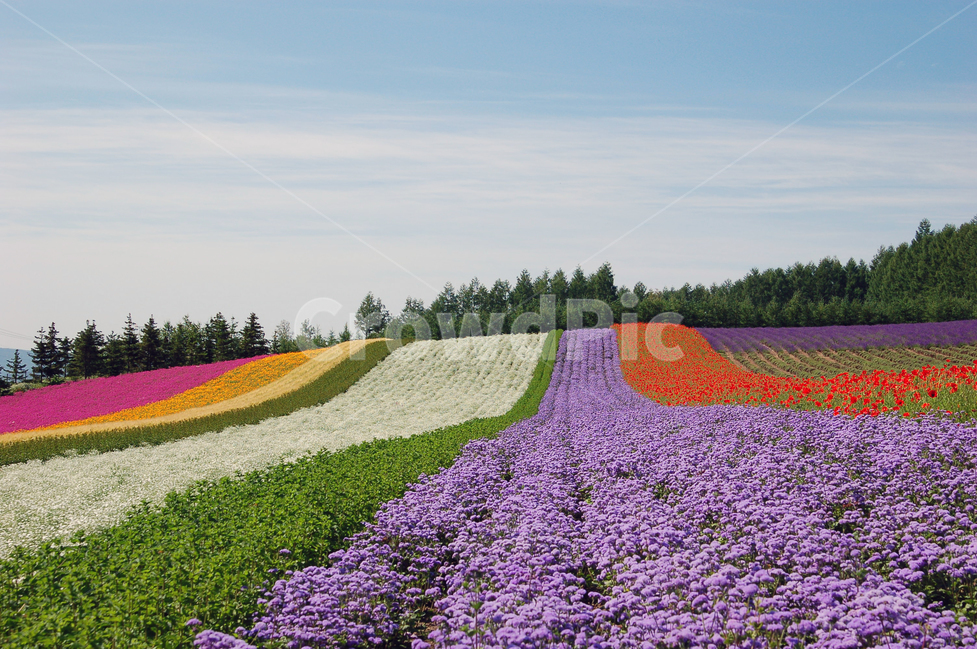 꽃밭,화원,꽃,풍경,배경,백그라운드,자연,나무,숲,원예,원예업,칼라,컬러,컬러풀,후라노,북해도,홋카이도,팜토미타,관광,여행지,관광지,명소,초원,들판,색갈,색깔,농업,자연,풍경,nature,landscape,해외,외국,세계,foreign,oversea,world,세계자연풍경,해외자연풍경,외국자연풍경,world nature landscape,plant,식물
