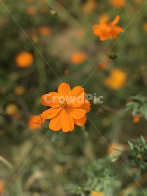 꽃,plant,식물,자연,주황색,식물,자연,plants,nature,꽃,flower