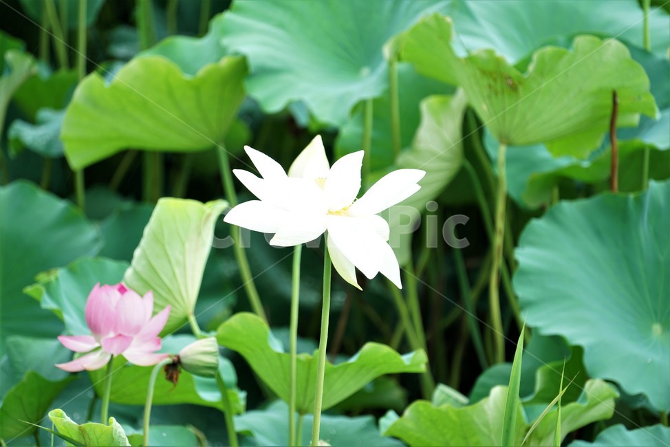 연꽃,백련,련꽃,lotus,수련과,수중식물,담수초,식물,땅속줄기
