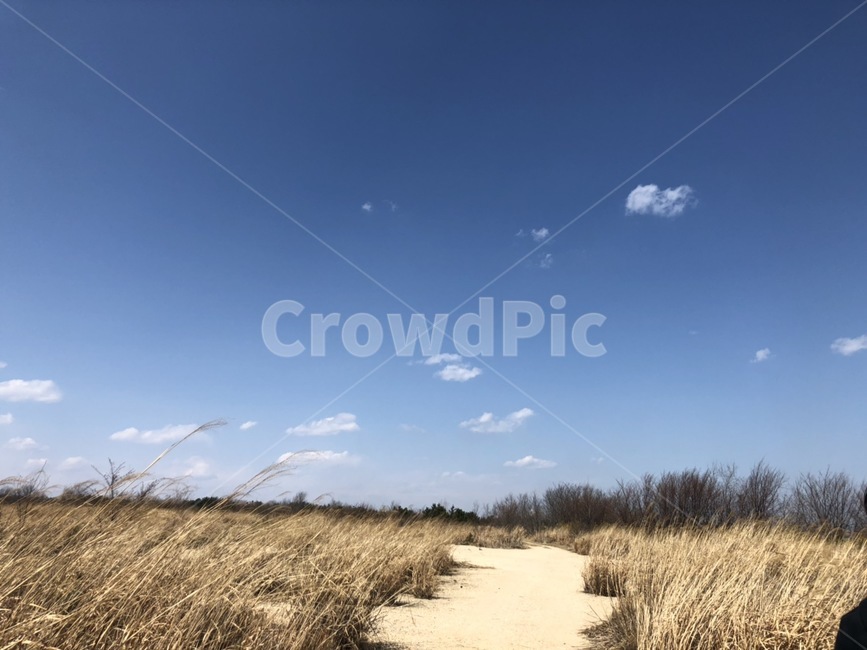 들판,하늘,구름,갈대,길,평원,고원,가을,가을하늘,파란하늘,sky,reed,cloud,track,식물,자연,풍경,들,가을,계절,fall,autumn,season,자연,풍경,nature,landscape,grass,잔디,plant,path,통로