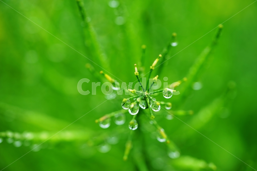 유채꽃,유채,빗방울,비,봄꽃,식물,자연,plants,nature