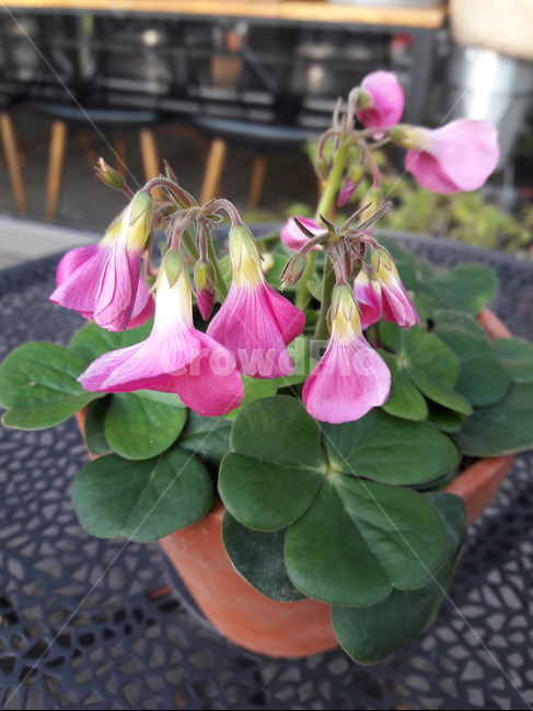 큰잎사랑초,보위에나,redleafoxalis,핫핑크옥살리스,참사랑초,꽃,flower,식물,plant,실내용화초,화분,화초,house plant