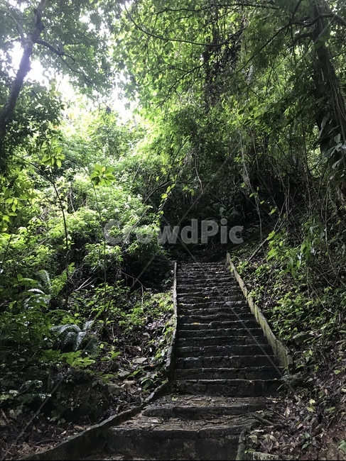 garden,정원,outdoors,계단,열대우림,자연