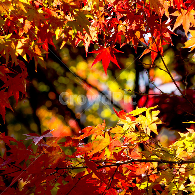 만추,단풍,붉은단풍,가을,10월,만산홍엽,단풍잎,가을,계절,fall,autumn,season,식물,자연,plants,nature,leaf,잎,plant,tree,나무,maple