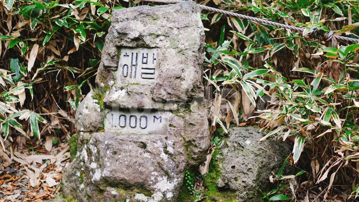 여행,travel,여행사진,국내여행,혼자여행,사진,배경사진,배경,이쁜사진,색감,색감좋은사진,제주도,제주도여행,제주,한라산,해발,고도,식물,자연,plants,nature