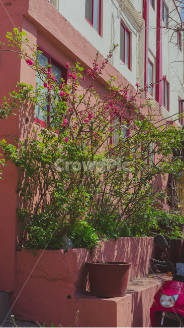 건물,건물외벽,꽃,벽면,동인천,자연,flower,building,wall