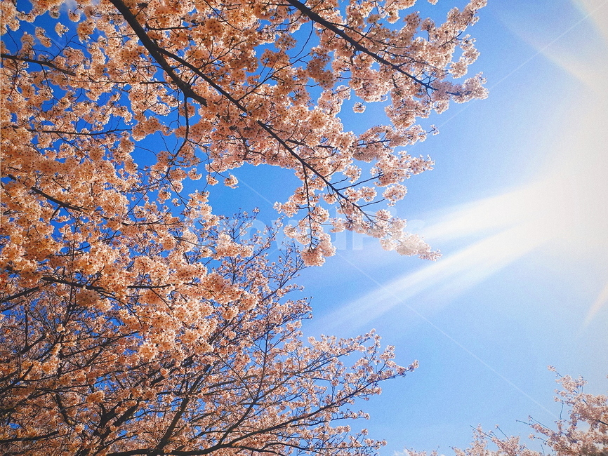 벚꽃,봄,spring,cherryblossoms,하늘