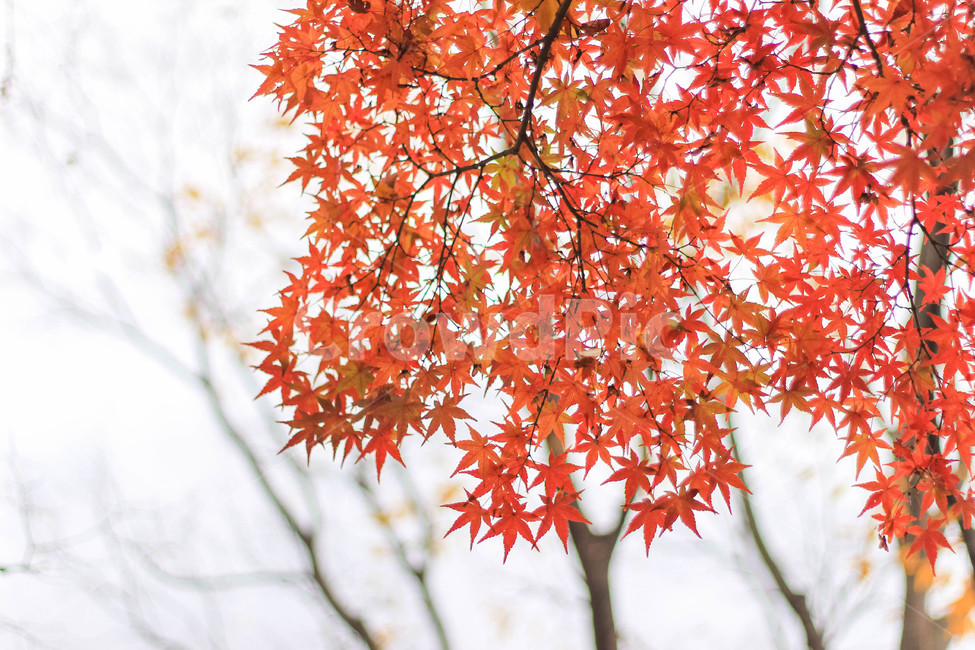 가을,단풍,단풍나무,단풍잎,fall,자연풍경,autumn,autumnleaves,autumnleaf,풍경,가을,계절,fall,autumn,season,leaf,잎,plant,식물,tree,나무,maple