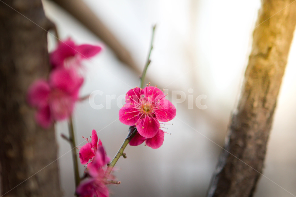 매화,매화꽃,매화나무,봄꽃,꽃,봄날,봄,계절,spring,season,식물,자연,plants,nature,꽃,flower,blossom,geranium,제라늄,plant