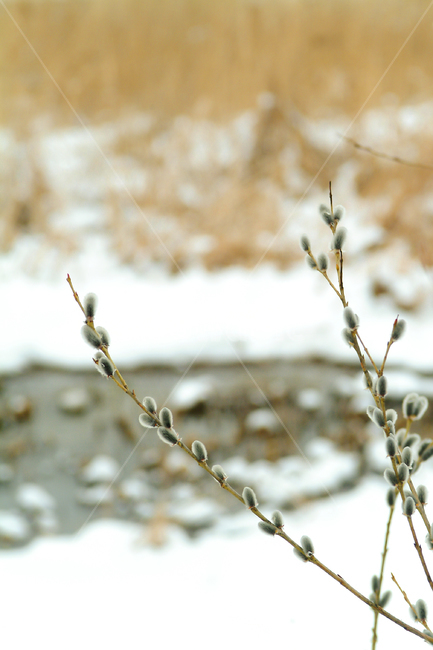 갯버들,버들가지,겨울,봄소식,입춘,겨울식물,겨울모습,겨울눈,겨울,계절,winter,season,식물,자연,plants,nature