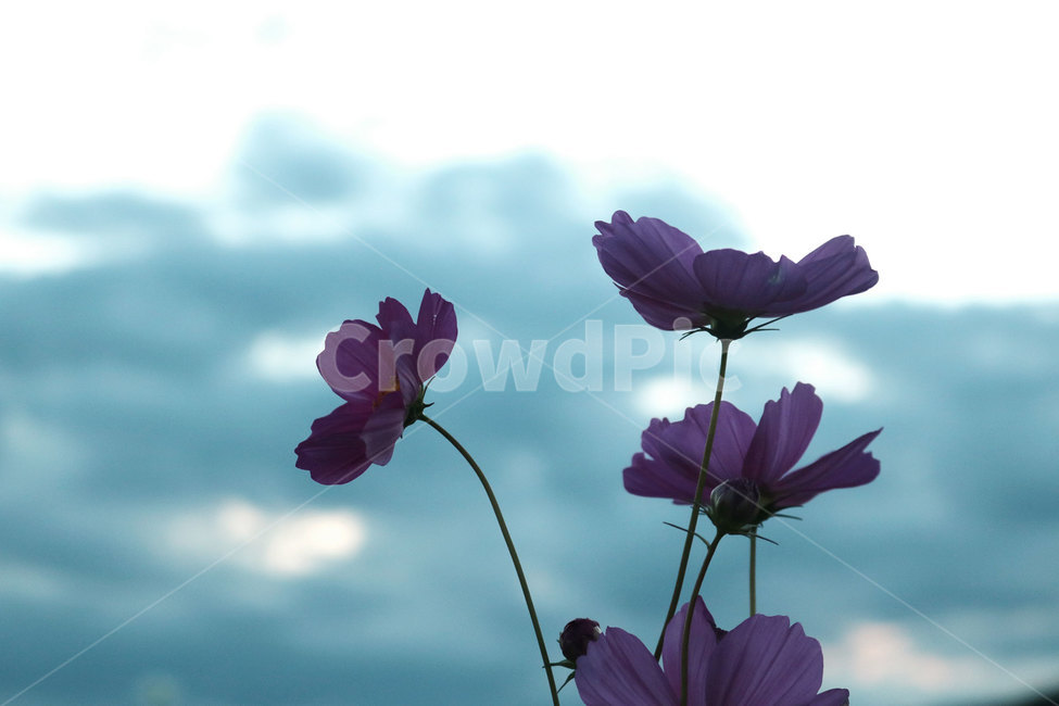 꽃,플라워,꽃송이,코스모스,가을,감성사진,식물,꽃밭,가을,계절,fall,autumn,season,식물,자연,plants,nature,꽃,flower,geranium,제라늄,plant,blossom