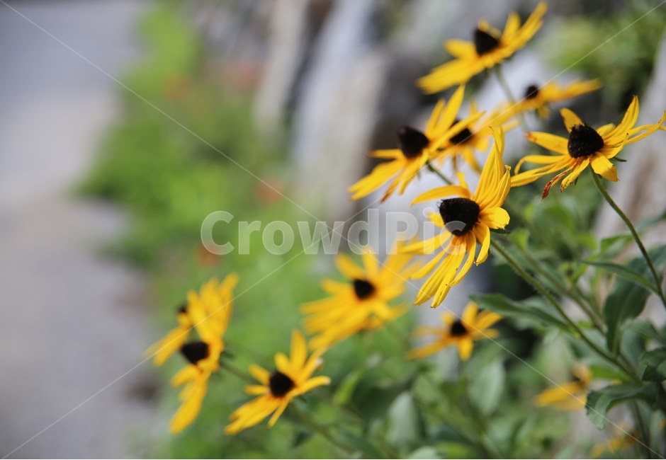 식물,꽃,flower,자연,노랑,식물,자연,plants,nature,꽃,flower