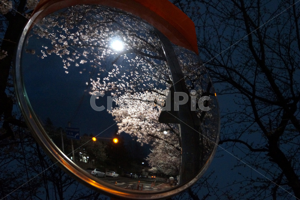 벚꽃,벚나무,거울,조명,반사,밤,가로등,나무,봄,cherryblossoms,cherrytrees,mirrors,nights,lights,reflection,night,streetlights,trees,spring