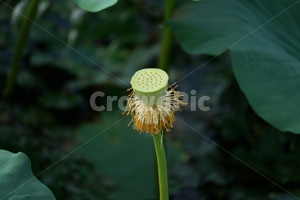 연밥,열매,연꽃의열매,lotusseed,연자육,연꽃씨,plant,식물,식물,자연,plants,nature