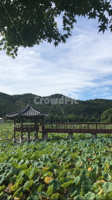고향,정자,호수,풍경,자연