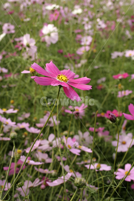 코스모스,가을,꽃,color,flower,가을,계절,fall,autumn,season,식물,자연,plants,nature,꽃,flower,plant,daisy,데이지,daisies,blossom