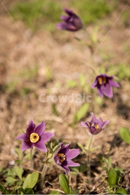 꽃,꽃사진,flower,할미꽃,할미꽃사진,식물,자연,plants,nature,꽃,flower