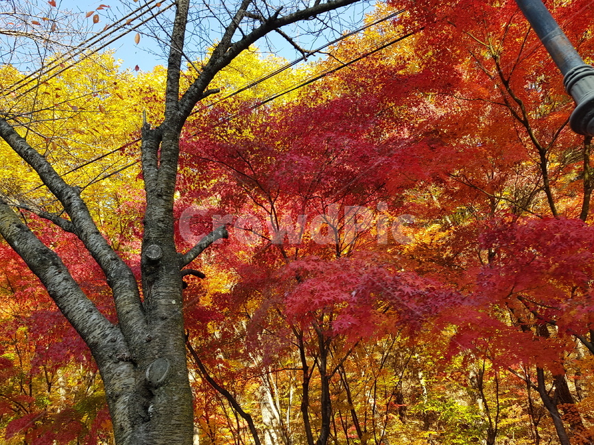 가을,단풍,은행,나무,autumn,가을,계절,fall,autumn,season,식물,자연,plants,nature,나무,trees,wood,plant,leaf,잎,tree,maple