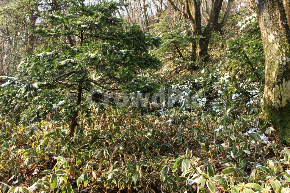 tree,나무,plant,식물,나무줄기,눈,겨울,초록,산