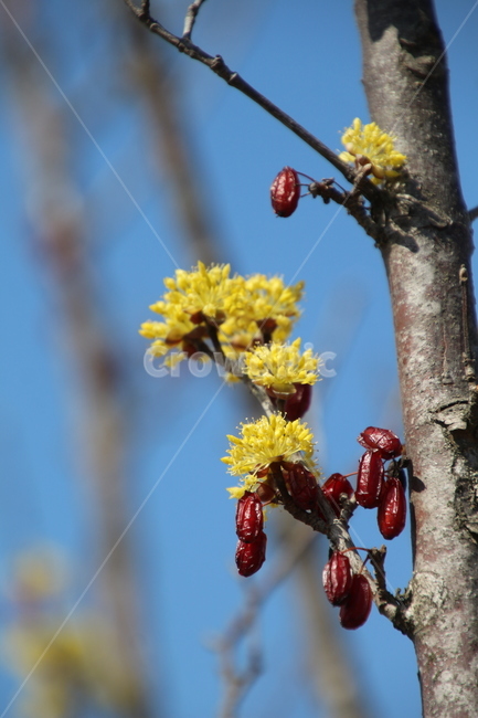산수유,꽃,식물,층층나무,구례산수유,축제,노랑색,봄,계절,spring,season,식물,자연,plants,nature,꽃,flower,plant