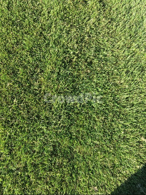 plant,식물,grass,잔디,캠퍼스