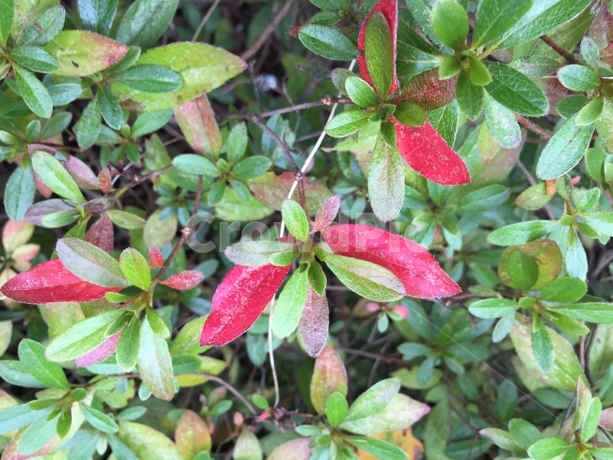 plant,식물,leaf,잎,빨강,식물,자연,plants,nature