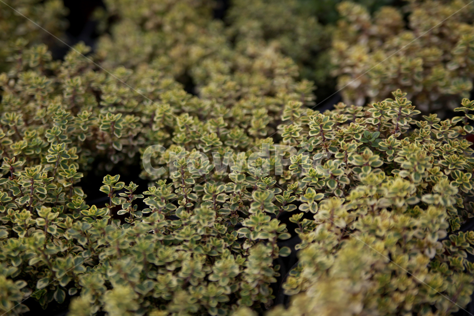 초록,식물,봄,어린잎,초록식물,식물,자연,plants,nature
