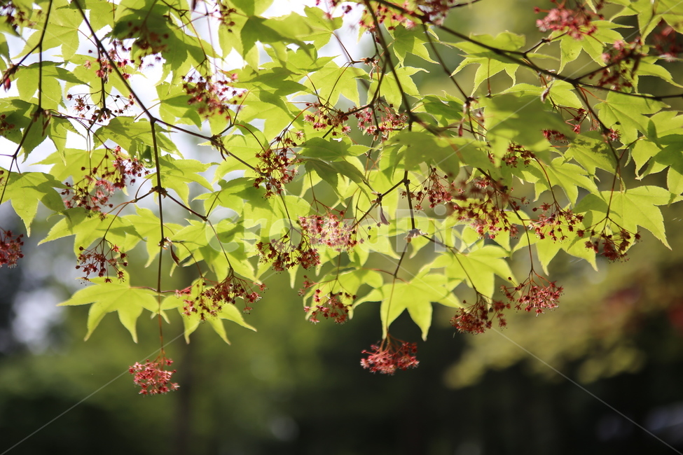 단풍,자연,여름,초록,배경,숲,식물,자연,plants,nature,꽃,flower