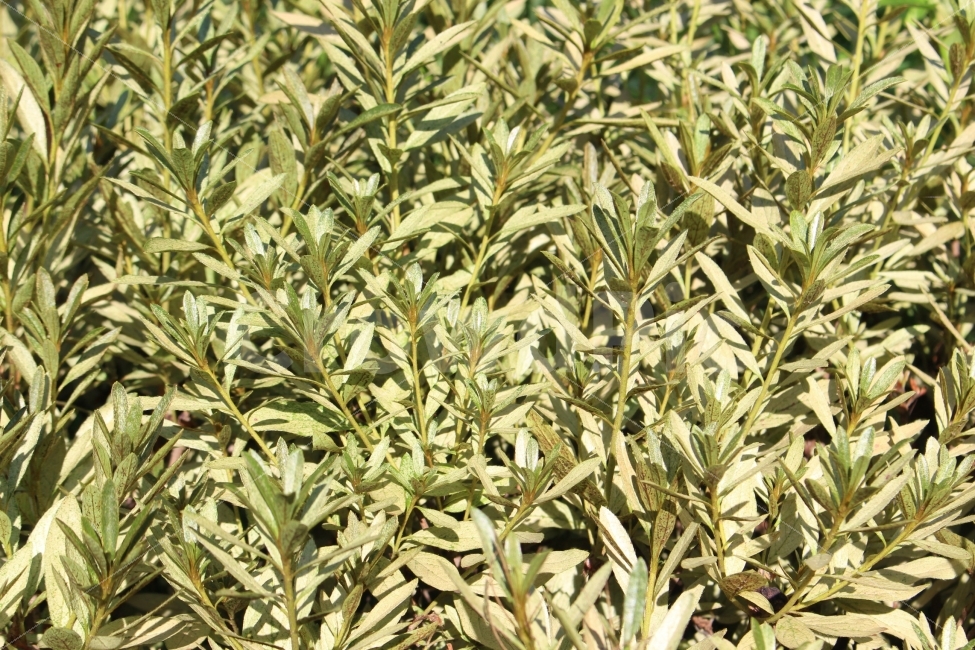 잔디,풀,잡초,초록,초록색,자연,야외,공원,정원,식물,자연,plants,nature