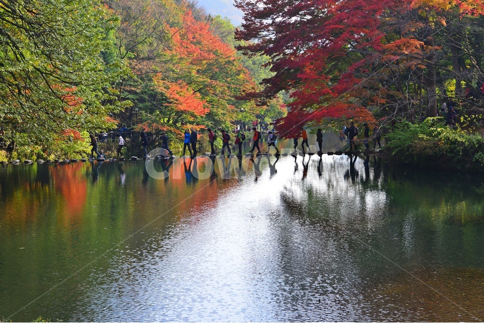 장성,백양사,백암산,추색,백양사가을,가을,계절,추경,단풍,연못,반영,단풍잎,만추,plant,식물,tree,나무,nature,자연,water,물,outdoors,옥외,등산객,징검다리,가을,계절,fall,autumn,season
