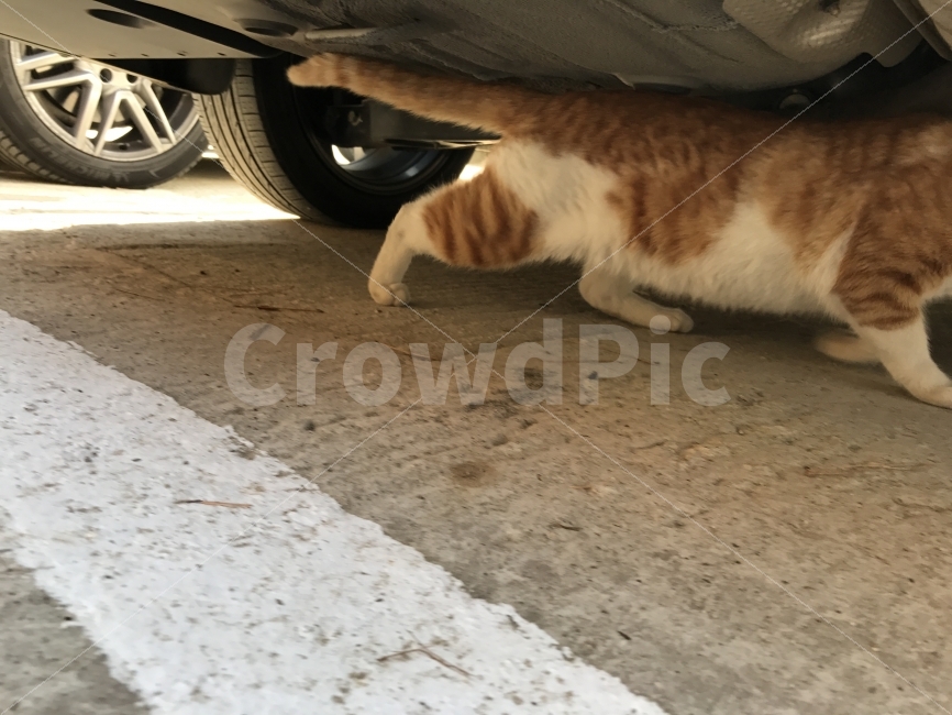 고양이,자동차,거리,길고양이,동물,타이어,주차장,차선,동물,animal,포유류,mammal,고양이,cat,kitten,kitty