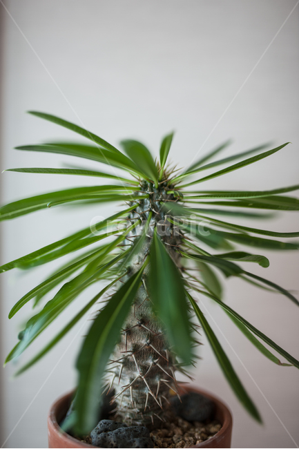 다육,다육식물,식물,화분,botanical,식물,자연,plants,nature,실내용화초,화분,화초,house plant