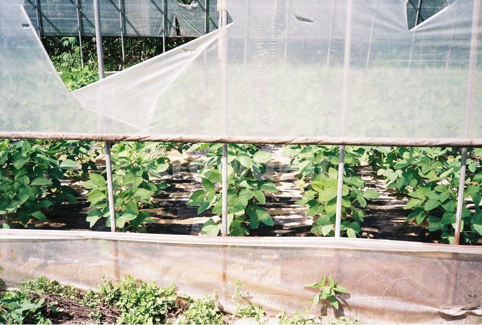 비닐하우스,채소,여름,텃밭,도시농업,식물,식물,자연,plants,nature,채소,야채,vegetables,산업,industry,industrial,농업,농사,agriculture,farming,farming industry