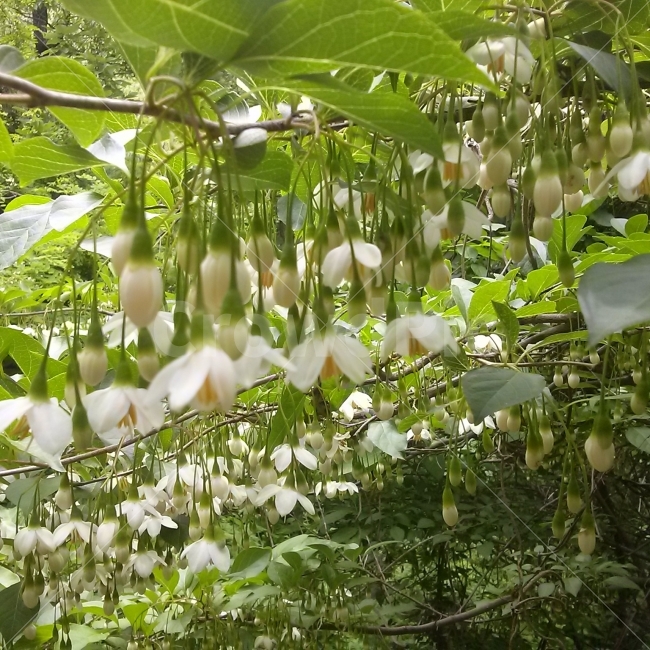 꽃,등산로,산,힌꽃,힌색,야생화,그린,녹색,식물,자연,plants,nature,꽃,flower
