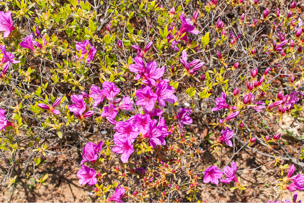 산철쭉,철쭉,봄,꽃,생화,공원,식물,조경,분홍,spring,season,flowe,만개,만발,자연,향기,아름다운,화사한,나뭇가지,봄꽃,돌,봄,계절,spring,season,식물,자연,plants,nature,꽃,flower,geranium,제라늄,blossom,plant