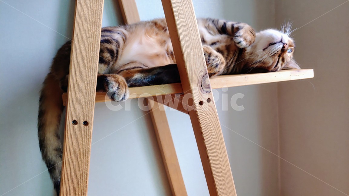 뱅갈고양이,고양이,반려묘,bengalcat,cat,동물,animal,포유류,mammal,고양이,cat,kitten,kitty