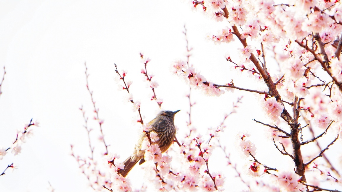 벚꽃,봄,나무,직바구리,분홍,꽃,bird,출사,풍경,새,휴식,감성,동물,조류,봄,계절,spring,season,식물,자연,plants,nature,꽃,flower,동물,animal,조류,새,birds,plant