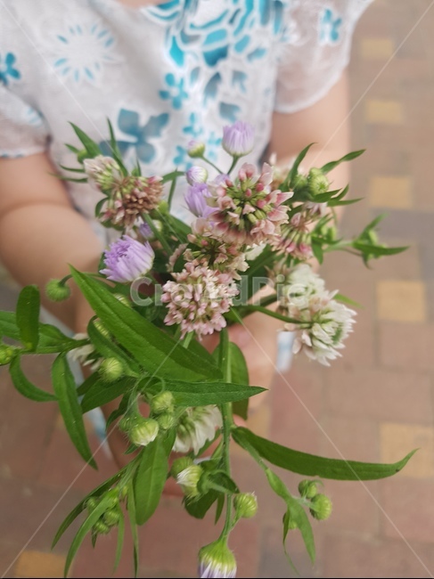 plant,식물,부케,들꽃,꽃부케