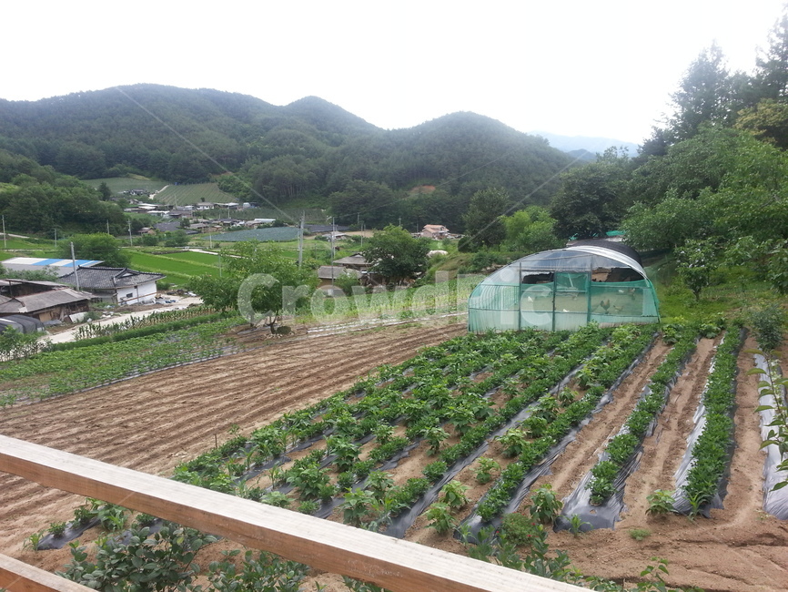 시골,시골밭,닭장,비닐하우스,시골봄풍경,시골,마을,풍경,landscape,country,rural,town,산업,industry,industrial,농업,농사,agriculture,farming,farming industry